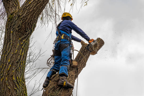 Salida, CA Tree Services Company