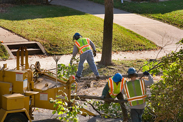 Best Tree Preservation Services  in Salida, CA