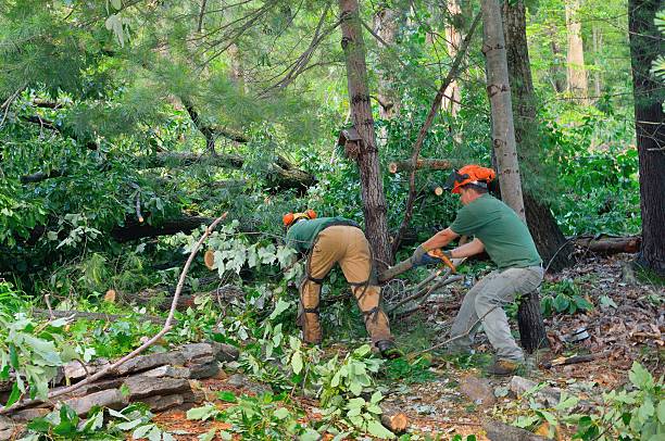 Leaf Removal in Salida, CA