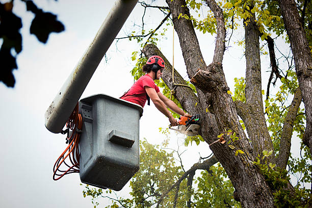 Best Storm Damage Tree Cleanup  in Salida, CA