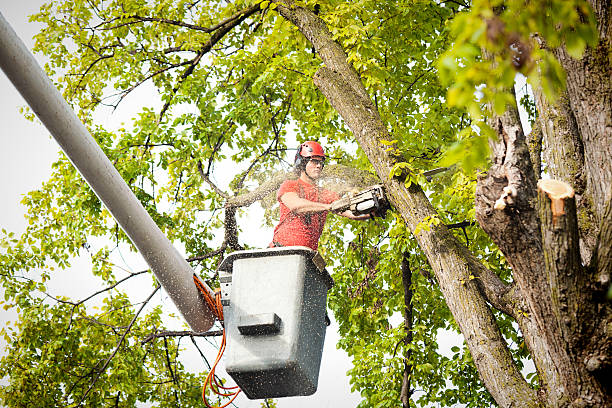 Best Arborist Consultation Services  in Salida, CA