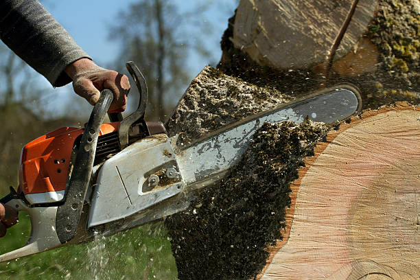 Best Lawn Pest Prevention  in Salida, CA